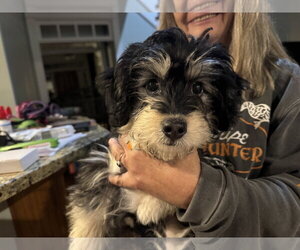 Mauxie Dogs for adoption in Holly Springs, NC, USA