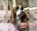 Small #5 Cavalier King Charles Spaniel