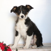 Small Photo #1 Australian Shepherd Puppy For Sale in GAP, PA, USA