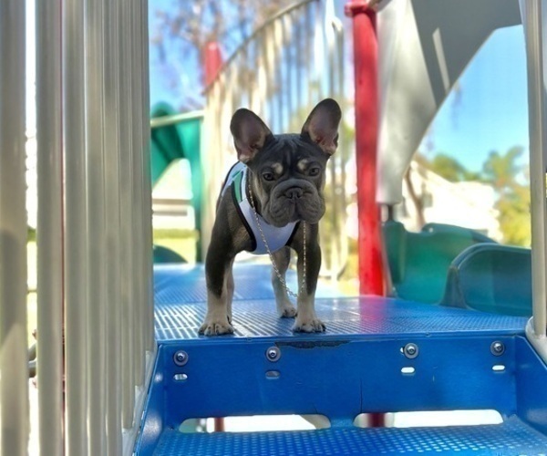 Medium Photo #12 French Bulldog Puppy For Sale in SANTA MONICA, CA, USA