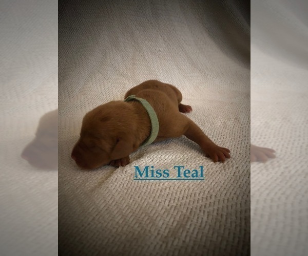 Medium Photo #3 Vizsla Puppy For Sale in NEWHALL, CA, USA