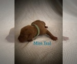 Small Photo #3 Vizsla Puppy For Sale in NEWHALL, CA, USA