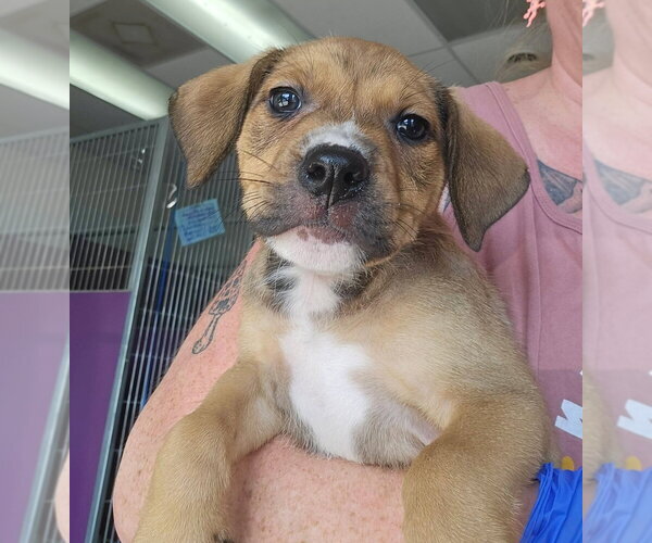 Medium Photo #4 Mutt Puppy For Sale in Candler, NC, USA