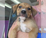 Small #3 Mutt