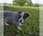 Puppy Truble Australian Cattle Dog