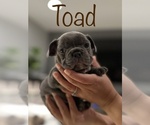 Puppy 4 French Bulldog