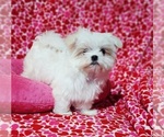 Small #1 Maltese