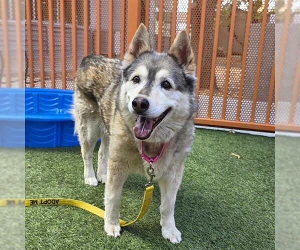 Medium Photo #2 Siberian Husky-Unknown Mix Puppy For Sale in Las Vegas, NV, USA