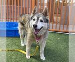 Small #1 Siberian Husky Mix