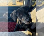 Small Photo #7 Labrador Retriever-Mountain Cur Mix Puppy For Sale in Columbus, IN, USA