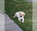 Small Photo #9 Labrador Retriever Puppy For Sale in ST PETERSBURG, FL, USA