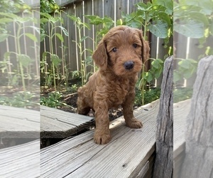 Medium Goldendoodle