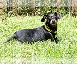 Small Photo #8 Chiweenie Puppy For Sale in Fruitland, SC, USA
