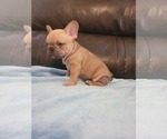 Small Photo #7 French Bulldog Puppy For Sale in BALDWIN PARK, CA, USA