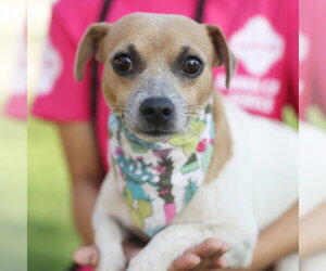 Mutt Dogs for adoption in San Antonio, TX, USA