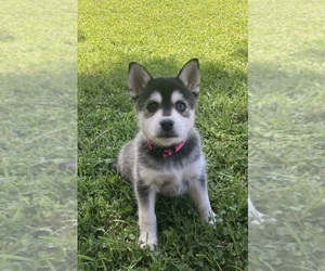 Alaskan Klee Kai Puppy for sale in GLENDALE, AZ, USA