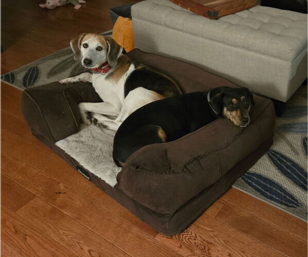 Medium Photo #33 Mutt Puppy For Sale in Oakhurst, NJ, USA