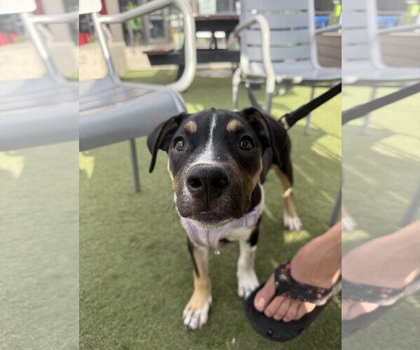 Medium Photo #8 Mutt Puppy For Sale in Fort Collins, CO, USA