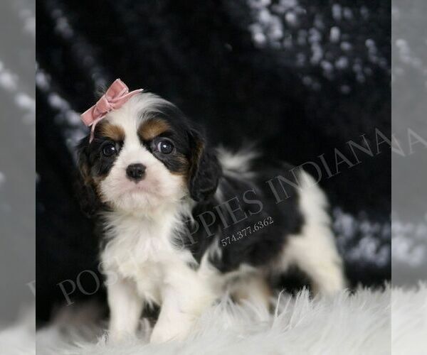 Medium Photo #84 Cavalier King Charles Spaniel Puppy For Sale in WARSAW, IN, USA