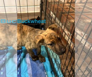 Great Dane-Unknown Mix Dogs for adoption in Jackson Township, NJ, USA
