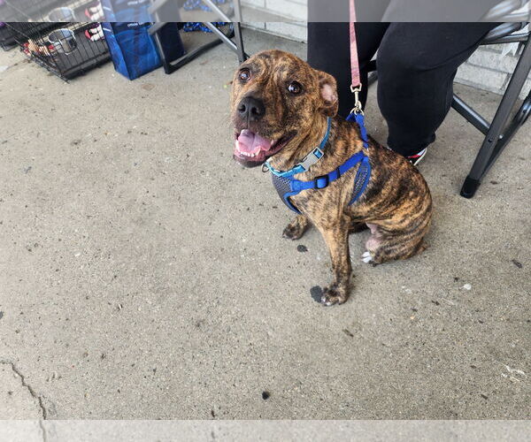 Medium Photo #2 American Staffordshire Terrier-Unknown Mix Puppy For Sale in Marine City, MI, USA