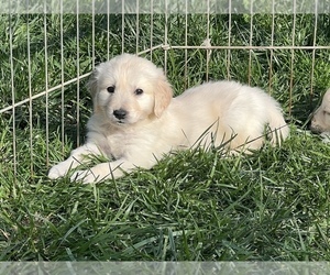 English Cream Golden Retriever Puppy for sale in WHITE SALMON, WA, USA
