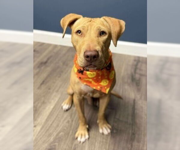 Medium Photo #1 Labrador Retriever-Unknown Mix Puppy For Sale in Lakewood, CO, USA