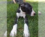 Small Photo #29 Great Dane Puppy For Sale in SPRAGGS, PA, USA
