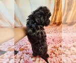 Small Photo #7 Havanese-Poodle (Toy) Mix Puppy For Sale in TECUMSEH, MI, USA