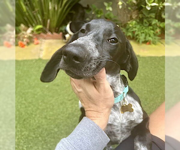 Medium Photo #2 German Shorthaired Pointer Puppy For Sale in Menlo Park, CA, USA