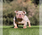 Small Photo #1 English Bulldog Puppy For Sale in LOS ANGELES, CA, USA