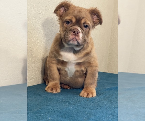 Medium Photo #1 English Bulldog Puppy For Sale in LANCASTER, CA, USA