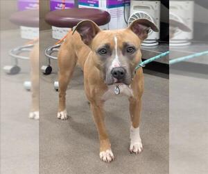 American Pit Bull Terrier Dogs for adoption in Forestville, MD, USA