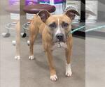Small American Pit Bull Terrier