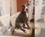 Small #5 American Pit Bull Terrier-Labrador Retriever Mix