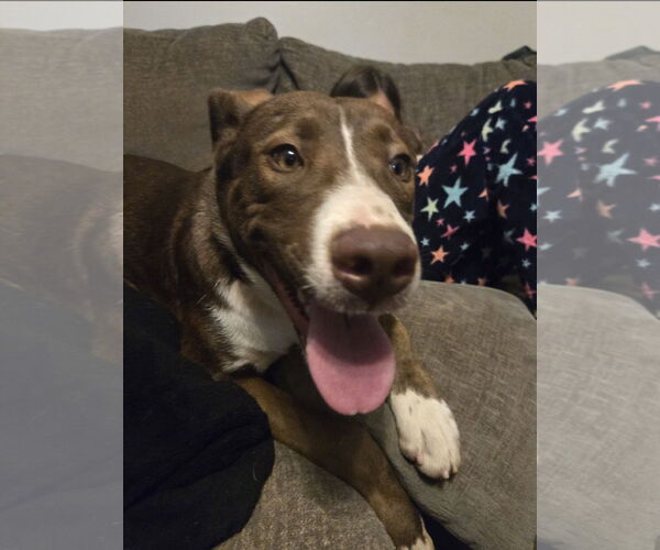 Medium Photo #5 Labrador Retriever-Unknown Mix Puppy For Sale in Ball Ground, GA, USA