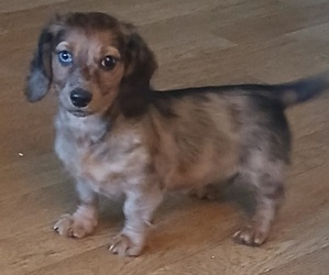 Dachshund Puppy for sale in BURLINGTON, MA, USA