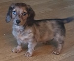 Small Dachshund