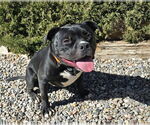 Small #2 American Staffordshire Terrier-Bulldog Mix