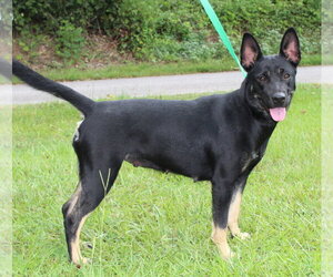 Mutt Dogs for adoption in Prattville, AL, USA