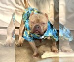 Small Bulldog Mix