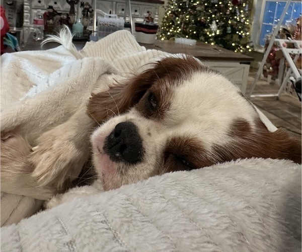Medium Photo #1 Cavalier King Charles Spaniel Puppy For Sale in WAXAHACHIE, TX, USA