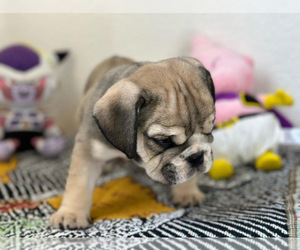 English Bulldog Puppy for sale in TULARE, CA, USA