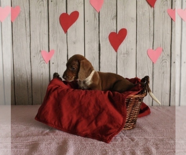 Medium Photo #5 Dachshund Puppy For Sale in WILLARD, OH, USA