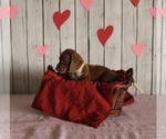 Small Photo #5 Dachshund Puppy For Sale in WILLARD, OH, USA