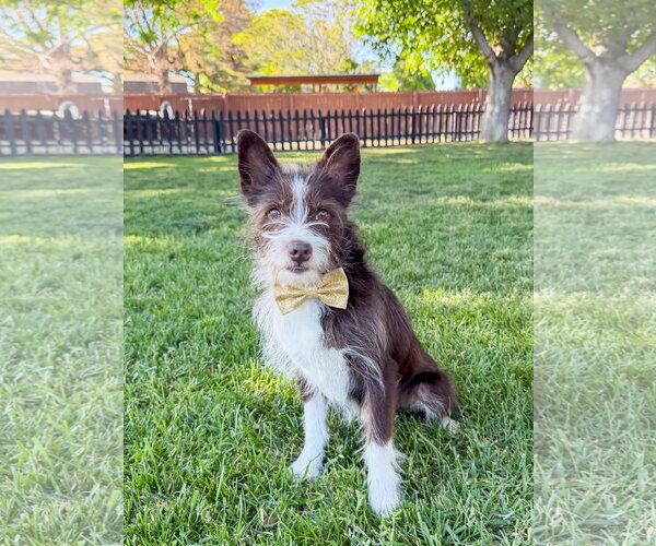 Medium Photo #3 Mutt Puppy For Sale in Sandy, UT, USA