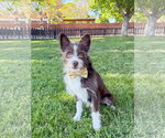 Small #2 Mutt
