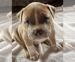 Small #1 American Bully