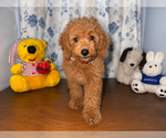 Small #37 Goldendoodle mix (+ Poodle Miniature)