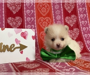 Pomeranian Puppy for sale in LANCASTER, PA, USA